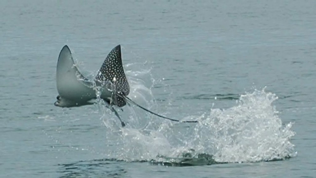 Airborne Spotted Eagle Ray