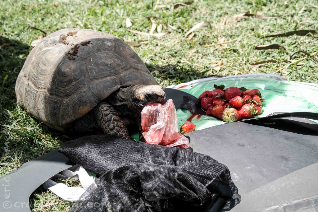 A local helped us get rid of our old strawberries