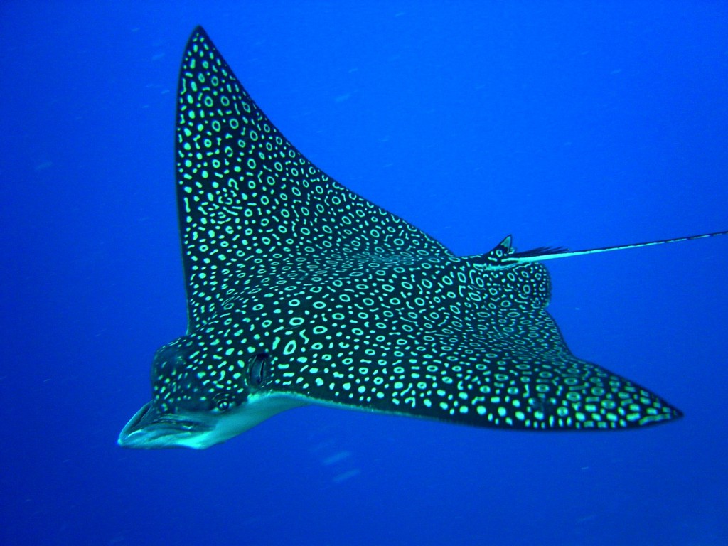 A Spotted Eagle Ray