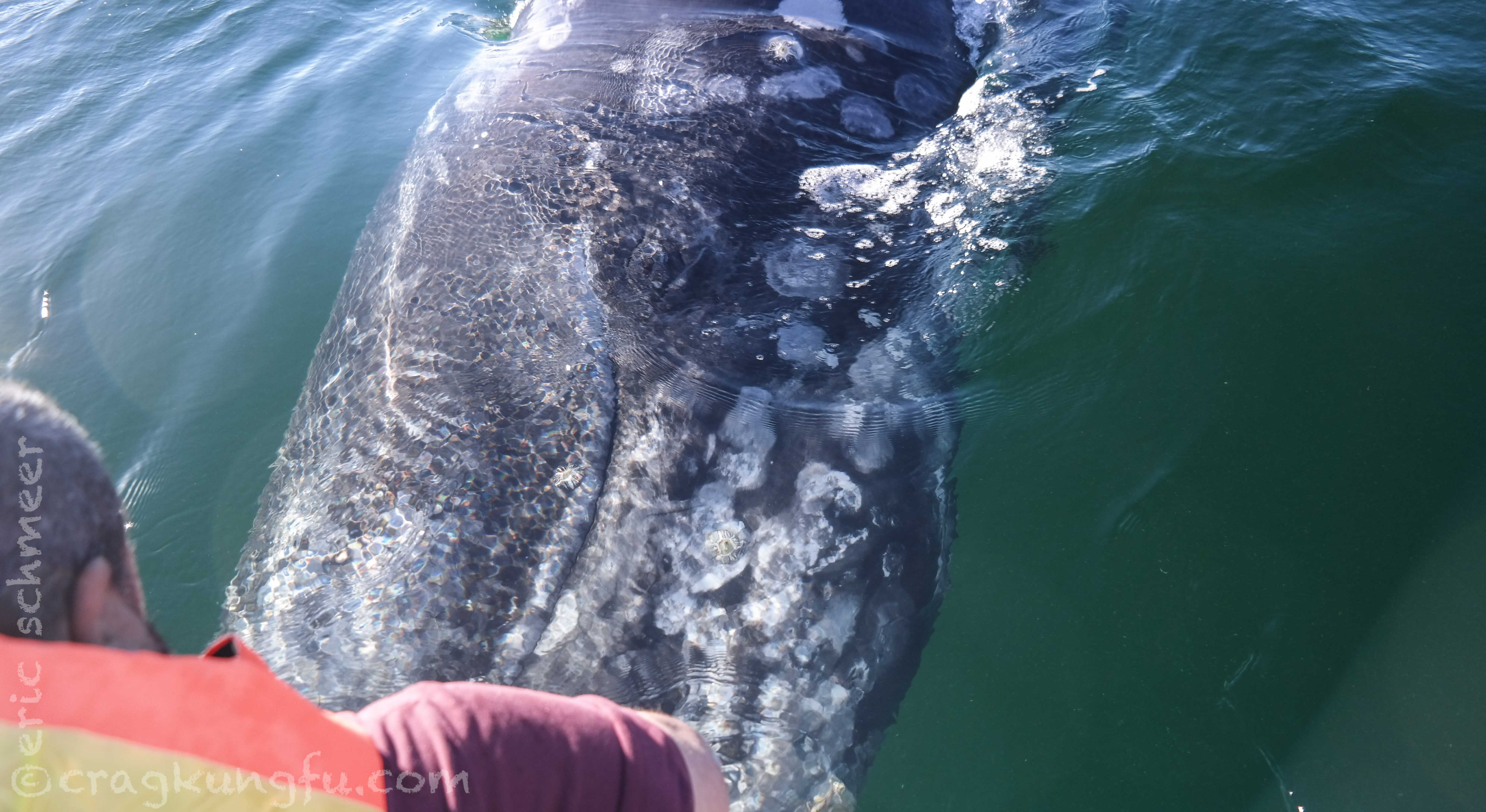Grey whale